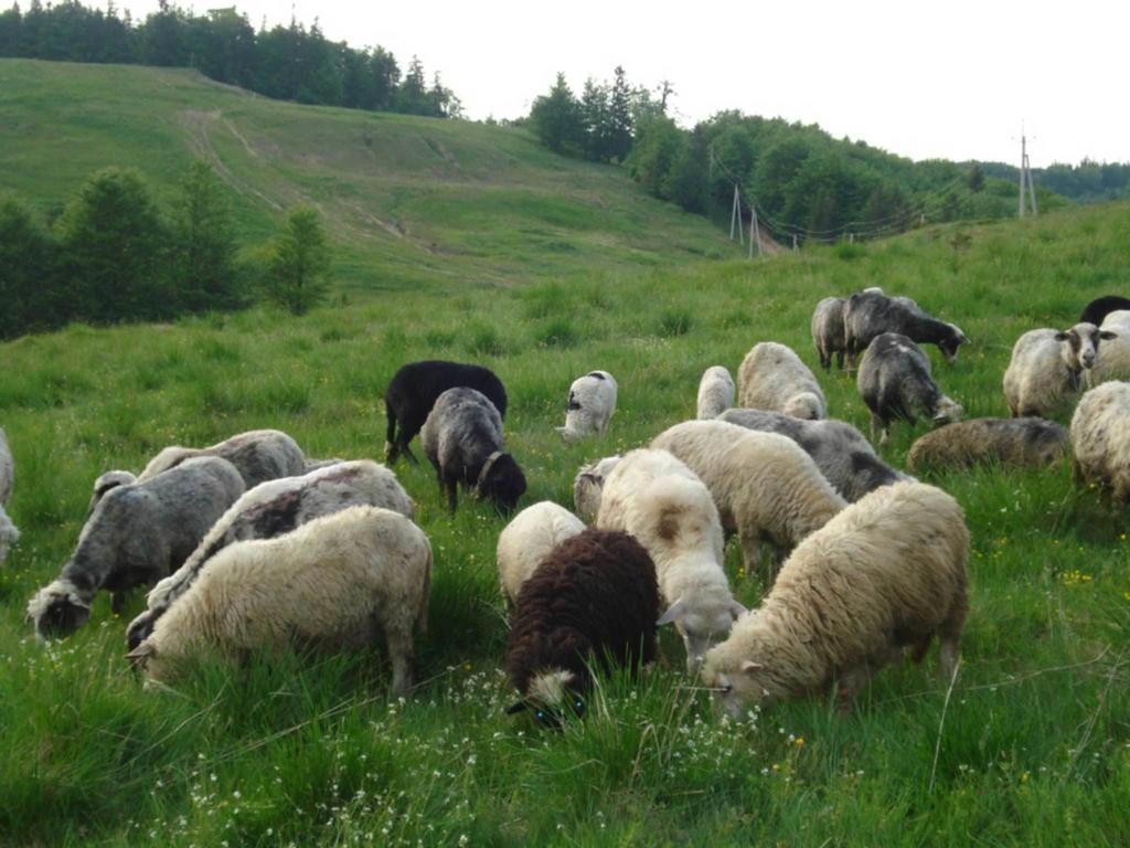 Готель Добрій Vorokhta Esterno foto